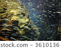 fish, fishes, sardine 3610136