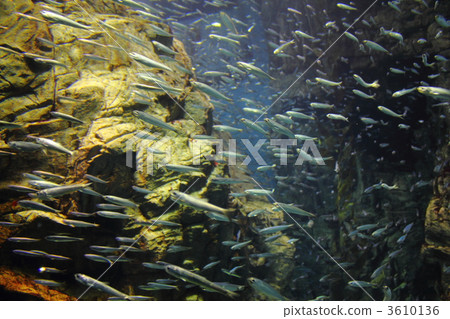 fish, fishes, sardine 3610136