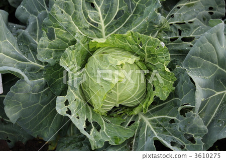 cabbage cabbage 3610275