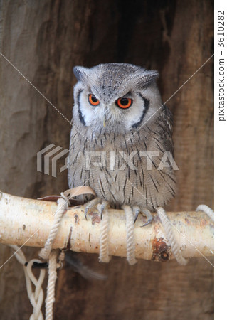 Owl Owl 3610282
