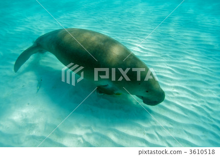 dugong, ripple mark, mermaid 3610518