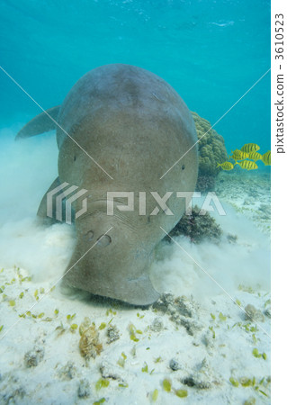 Dugong Mermaid Merman Stock Photo 3610523 Pixta