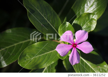 madagascar periwinkle, botanic, botanical 3611252