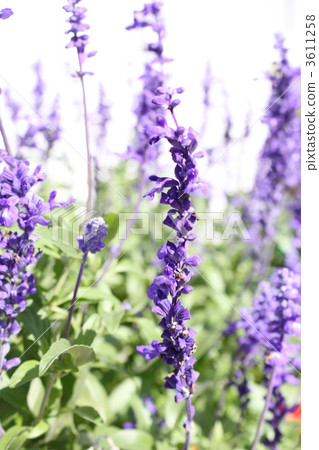 lavander, lavender, bloom 3611258