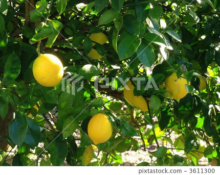 Lemon living in a tree Lemon living in a tree 3611300