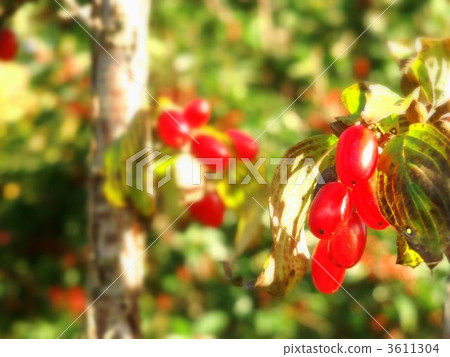Fruit of Sanshu 3611304