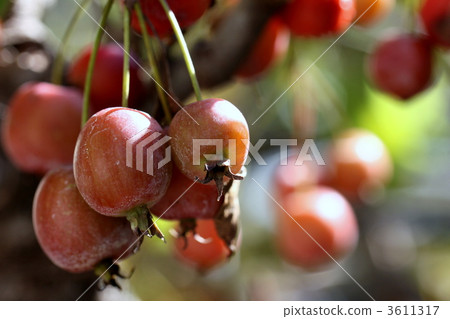 楸子 水果 闊葉樹 3611317