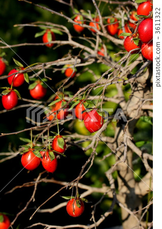 Roya persimmon fruit Roya persimmon fruit 3611322