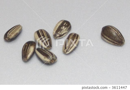 葵花籽 葵花籽 3611447