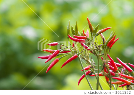 Red peppers Red peppers 3611532