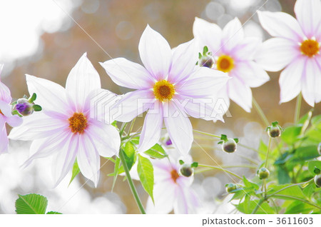 November Coty Daria · Asteraceae 72 November Coty Daria · Asteraceae 72 3611603