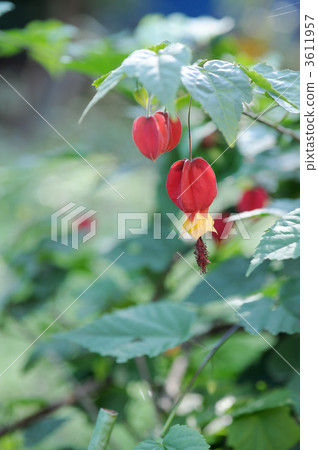 Tyrolean lamp Tyrolean lamp 3611957