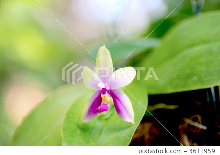 Phalaenopsis · violacea Phalaenopsis · violacea 3611959
