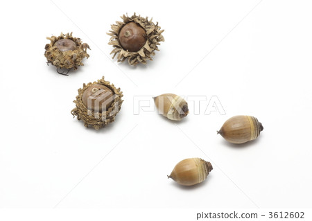 Acorn of the oak and Arakashi 3612602