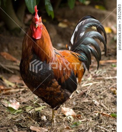 Cockerel Cockerel 3612663
