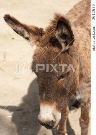 Donkey Donkey 3612689