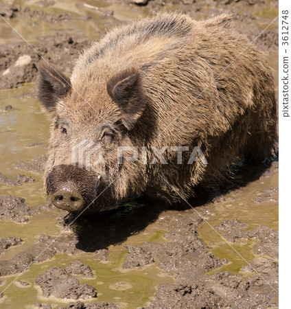 Wild boar in the mud Wild boar in the mud 3612748
