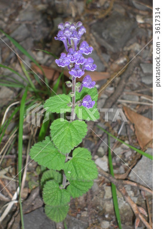 花朵 花 花卉 3617314