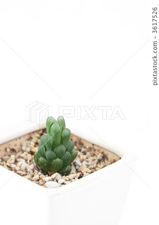 Succulent plants · Haorthia 3617526