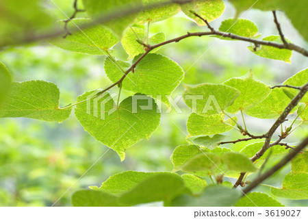 Heart leaves Bodied trees 3619027