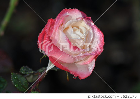 Nostalgic reflection in the rain 3622173