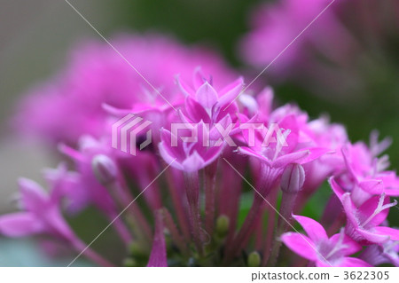 盆栽花卉（pentas） 3622305