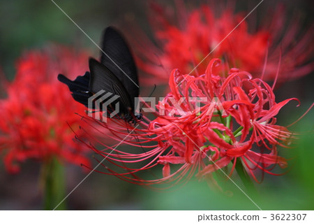 花朵和蝴蝶（2） 3622307