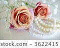 Rose and Pearl 3622415