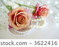 Rose and Pearl 3622416