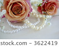 Rose and Pearl 3622419