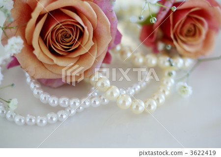 玫瑰和珍珠 3622419