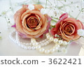 Rose and Pearl 3622421