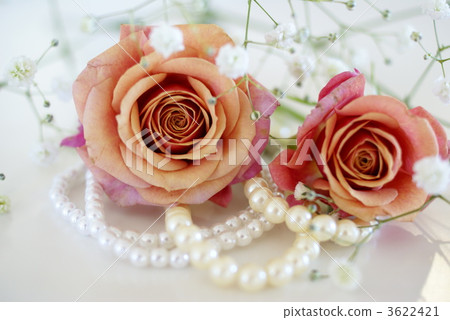 玫瑰和珍珠 玫瑰和珍珠 3622421