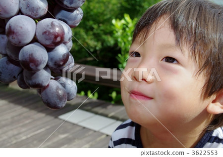 Pione (grapes) and children Pione (grapes) and children 3622553