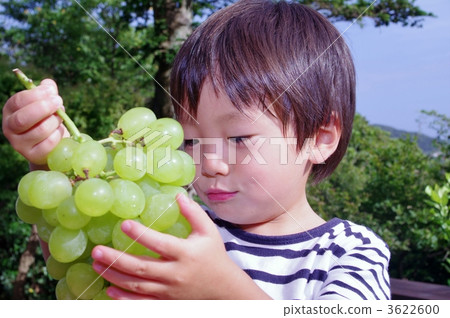 Rosario Bianico (grapes) and children Rosario Bianico (grapes) and children 3622600