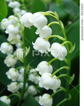Pure white lily of the valley 3622607