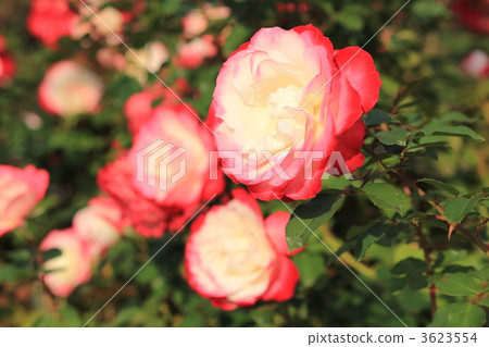 jupire du prince de monaco, rose, roses 3623554