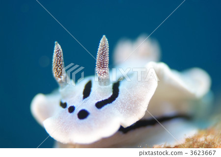 Misole Umizushi 3623667