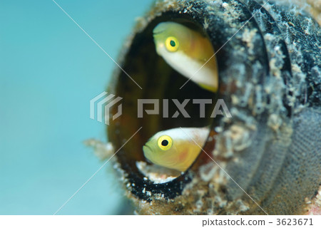 Nakamoto Irowake goby 3623671
