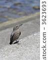 Sea bulbul Sea bulbul 3623693