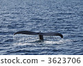 Whale watching Whale watching 3623706