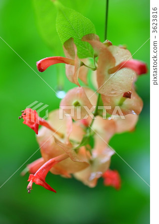 Holmsholdia / Sangguinair 3623816