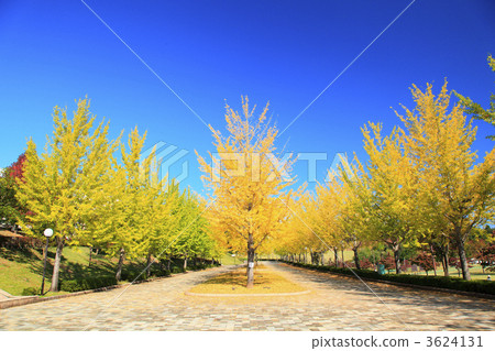 Autumn ginkgo trees 3624131