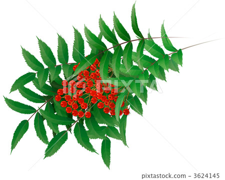 Rowan berries 3624145