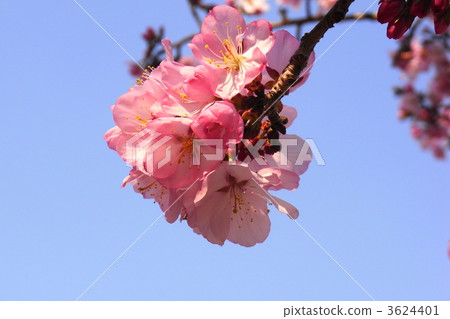 Yezo山櫻桃樹Ezo yamazakura Yezo山櫻桃樹Ezo yamazakura 3624401