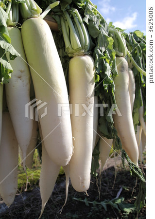 Sunflower radish 3625006