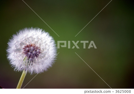 蓬鬆 棉花 蓬鬆的 3625008