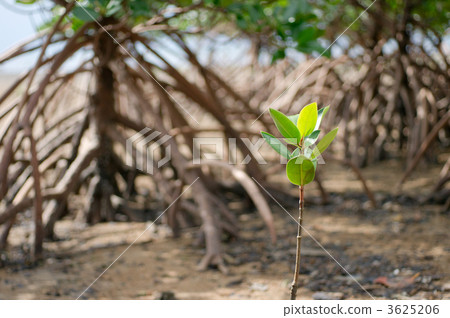 八重山hirugi 3625206