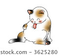 groom, grooming, calico cat 3625280
