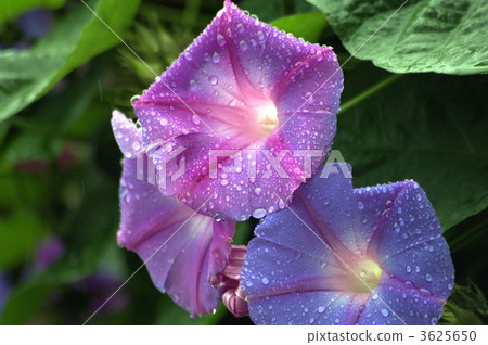 morning glory family, connection, asia habitat 3625650